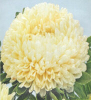 Sommeraster Chrisantella Limoncello