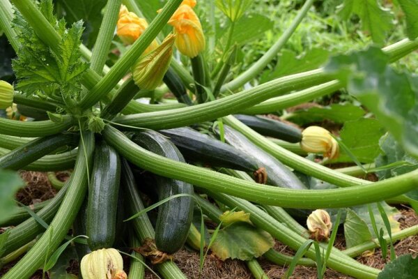 Zucchini Diamant