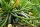 Zucchini Diamant