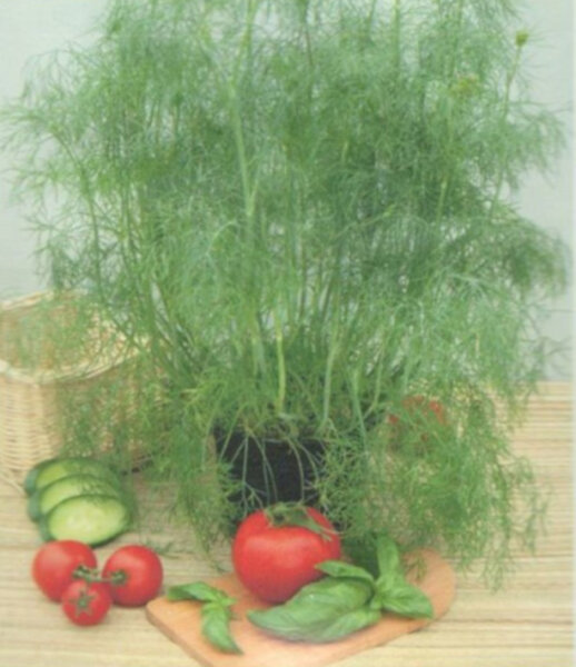 Dill Anita