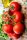 Stabtomate Harzfeuer F1
