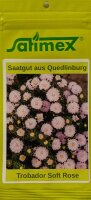 Astern Trobador Soft Rose