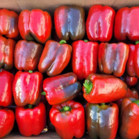 Paprika Galia F1