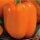 Paprika Gourmet F1