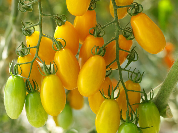 Stabtomate Luciestar F1
