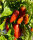 Mini-Paprika Redsnack F1