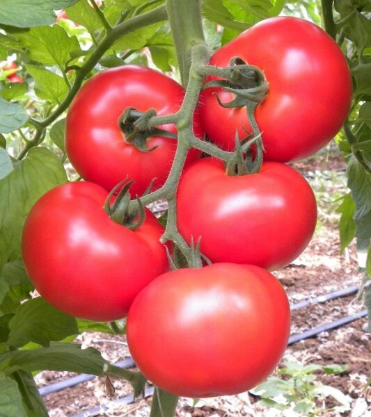 Fleischtomate Rosamunde F1