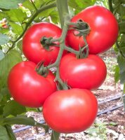 Fleischtomate Rosamunde F1