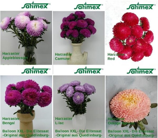 Harzastern XXL-Set  6 Sorten