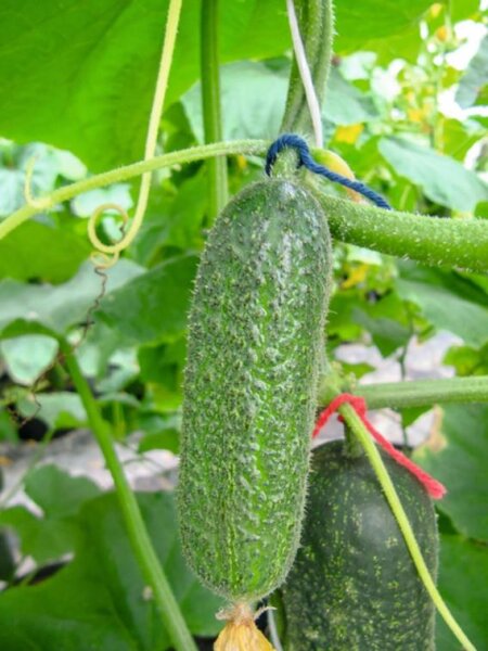 Einlegegurke Cosima F1